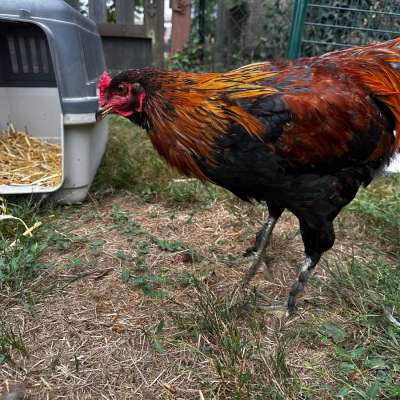 Araucana Hähne