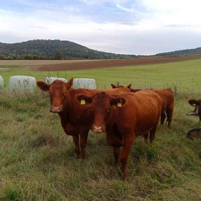 Angus Bio Absetzer Fresser Rinder weiblich