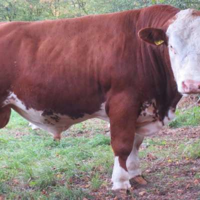 Fleckvieh Deckbulle Fleisch Bulle