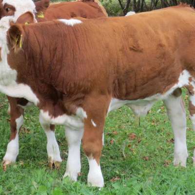 Absetzer Fleckvieh Fleisch