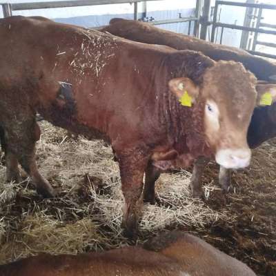 Limousin HB Bulle zu verkaufen