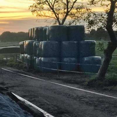 100 Silage Ballen zu verkaufen