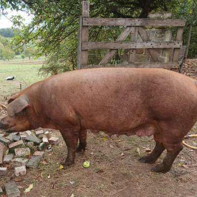 Duroc Schwein /Sau