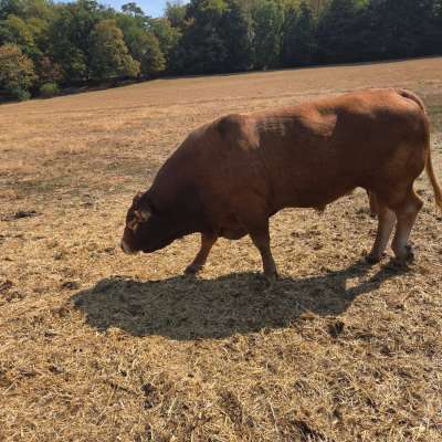 Limousin Deckbulle