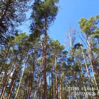 7,95 ha Kiefernwald in Hohenbucko (Brandenburg, Elbe Elster Kreis)