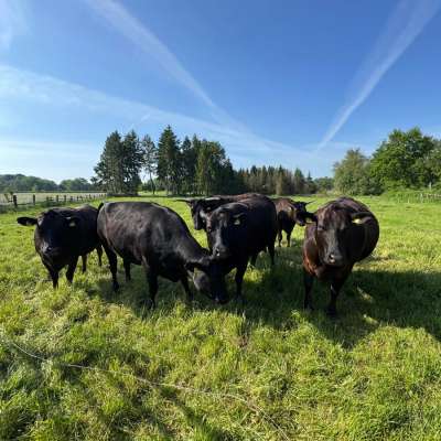 Wagyu und Wagyu x Angus Kreuzungen