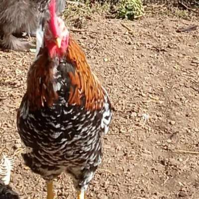Schwedisches Blumenhuhn