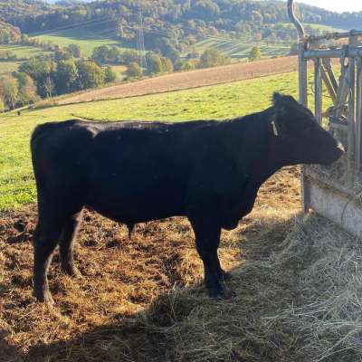 Bio Angus Stier