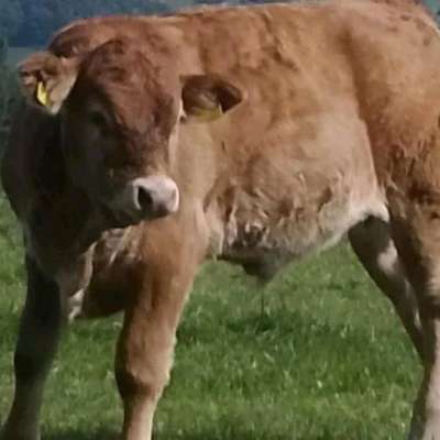 Bio Limousin Absetzer, männlich