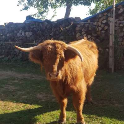Highland kuh mit kuhkalb