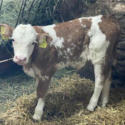 Bio-Fleckvieh-Stierkalb, geb. 28.09.2026