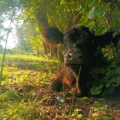 handzahme schwarze Galloway-Färse abzugeben