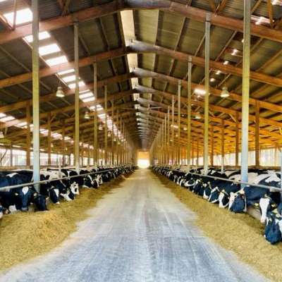 Herdenmanager Schwerpunkt Tiergesundheit für 900 Kühe im Elbe-Weser-Dreieck, Niedersachsen (m/w/d)