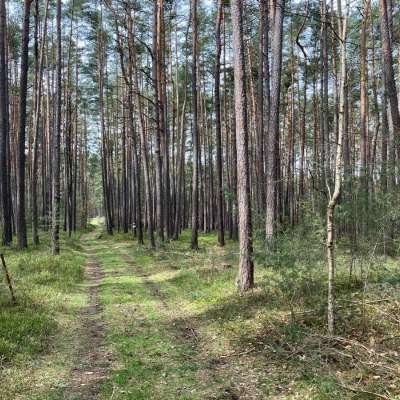 Verkaufe Wald in Höchstadt Süd – 1/2 Eigentum an 11.410 m²