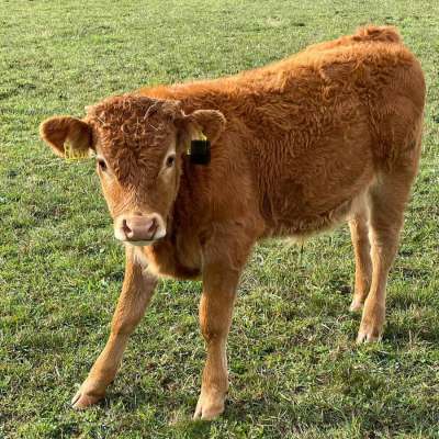 Limousin Absetzer