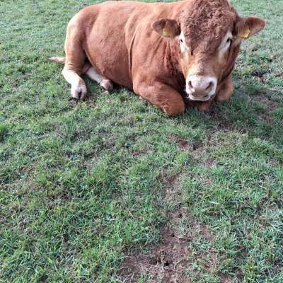 Limousin Bulle