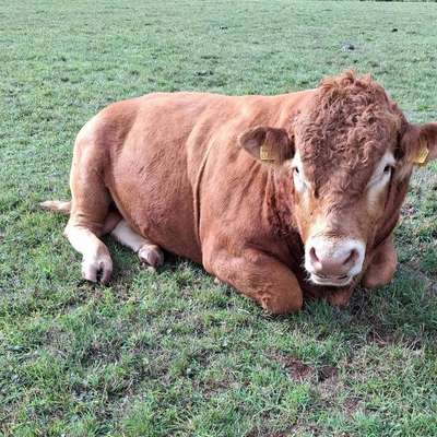 Limousin Bulle