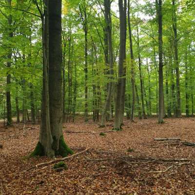 Exklusiver Buchenwald (> 100 Jahre), 4,3 ha, Schorfheide, Parlow