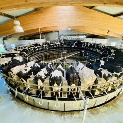 Herdswoman / Herdsman / Herdenmanager-Assistent für 900 Kühe, Bremervörde (m/w/d)