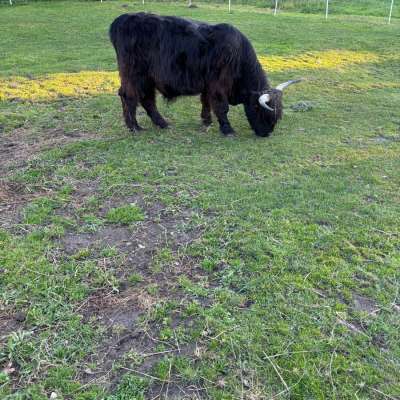 Highland Cattle Ochse