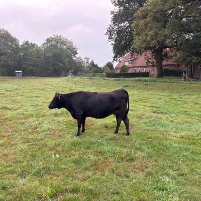 Bewährte Wagyu Fullblood Mutterkuh Herdbuch A- tragend- Kalbung Mitte Dezember