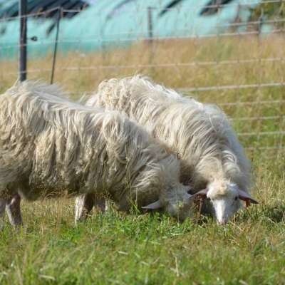 Moorschnucken (Böcke)