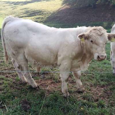 Charolais Bullen Absetzer