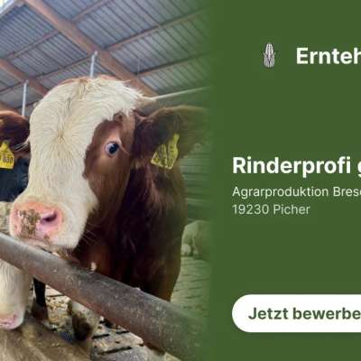 Rinderprofi gesucht