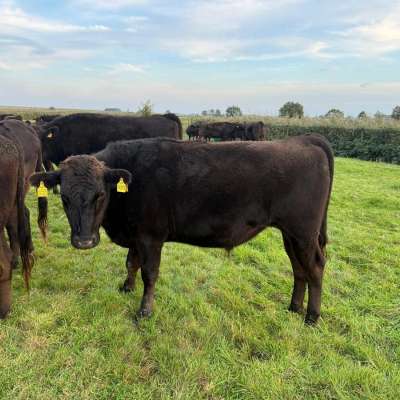 Wagyu Fullblood – Herdbuchtiere verschiedener Altersklassen