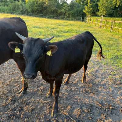 Wagyu Fullblood Zuchtbulle – gekört – Herdbuchklasse A