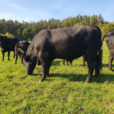 Aberdeen Angus Bulle Herdbuch Bio