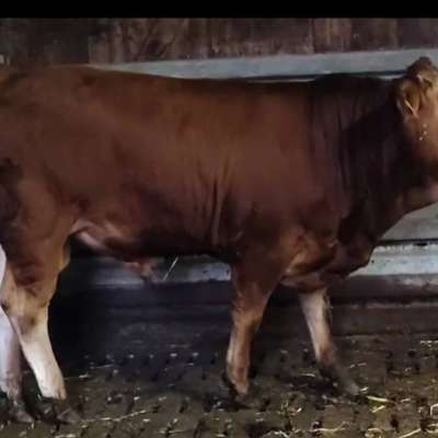 Limousin Jungbulle genetisch hornlos
