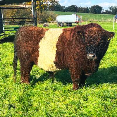 Red Belted Galloway Zuchtbulle