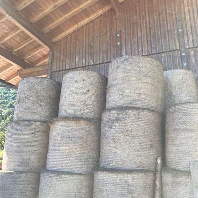 Streu Stroh Rundballen 1,25m 25 Stück 