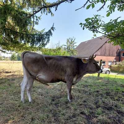 Braunvieh Färse behornd