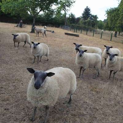 Blauköpfige Fleischschafe