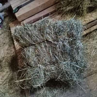 Heuballen in Quadrat form zu verkaufen. 