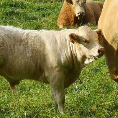 Charolais/Limousin/Fleisch/Fleck