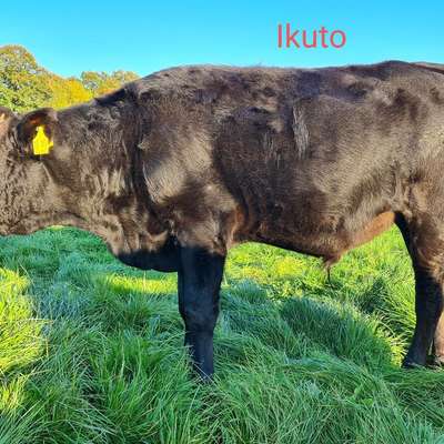 Fullblood Wagyu Absetzer zu verkaufen 