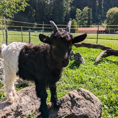 jungen Walliser Schwarzhalsziegenbock zu verkaufen