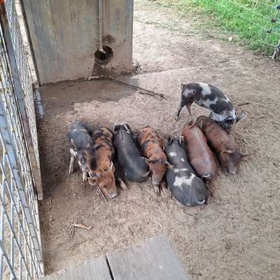 Berkshire/ Duroc Ferkel abzugeben