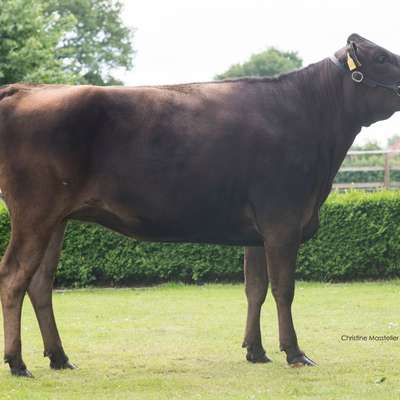 Top Wagyu Rinder aller Altersklassen zu verkaufen