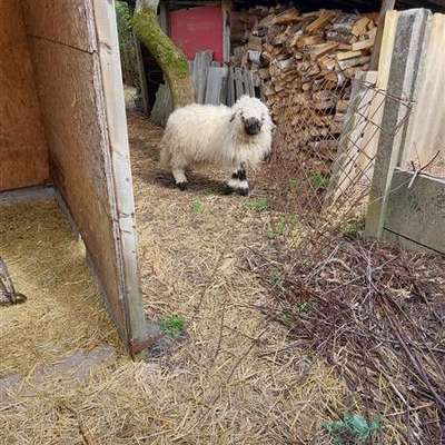 Valais Black Nase sheep