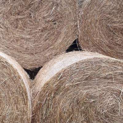 BIO Ackergrasheu - Rundballen - für Großabnehmer