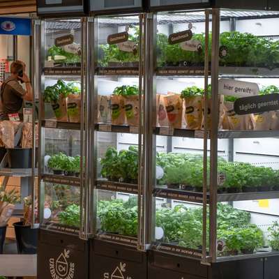 Vertikale hydroponische Anzuchtschränke