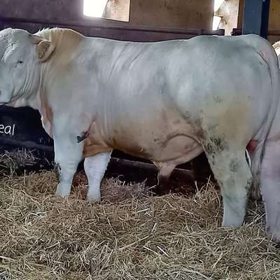 Charolais Herdbuch Deckbullen
