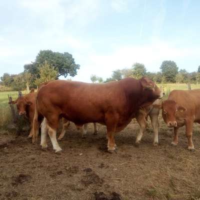Limousin-Bulle zu verkaufen 
