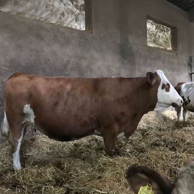Fleckvieh Mutterkühe mit Kalb, Bio 