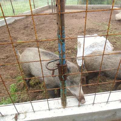5 Wildschweine abzugeben 