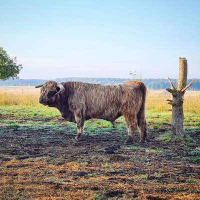 Highland Cattle Bullen zu verkaufen 